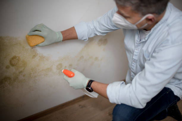 Best Attic Mold Removal  in American Falls, ID